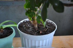 DSC_0210.JPG
