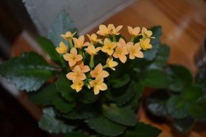 DSC_0094.JPG