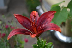 DSC_0102.JPG