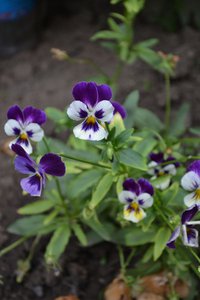 DSC_0077.JPG