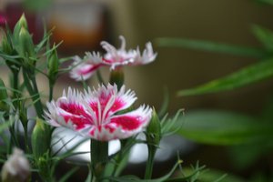 DSC_0099.JPG