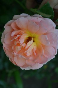 DSC_0184.JPG