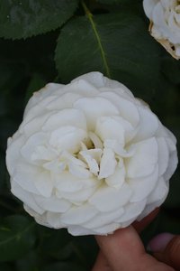 DSC_0190.JPG