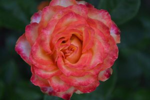 DSC_0193.JPG