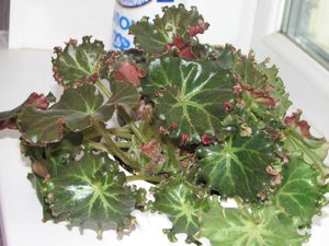 бегония кудрявая.jpg