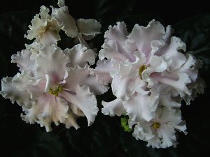 DSC01042.JPG