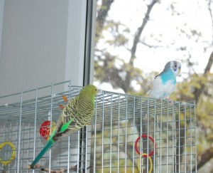 DSC_2000.JPG