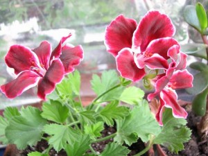 IMG_2891.jpg