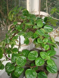 DSC01146.JPG