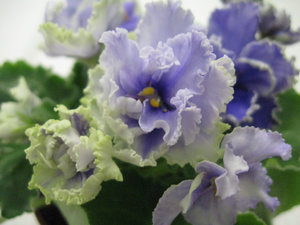 Фиалки 056.jpg