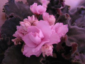 Фиалки 074.jpg