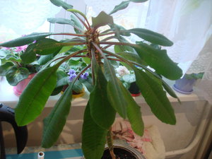 DSC04442.jpg