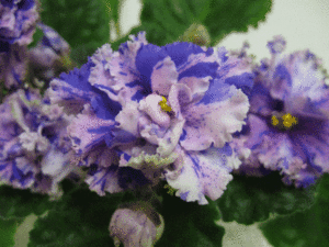 ЛЕ-Васса.gif