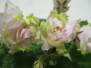 Фиалки-025.gif