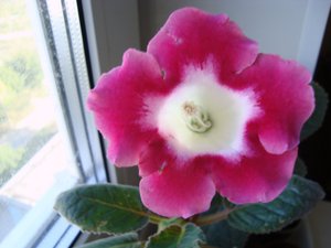 Blanch de MERY.JPG