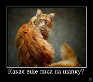 лиса на шапку.jpg