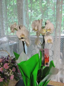IMG_1147-11111111.jpg