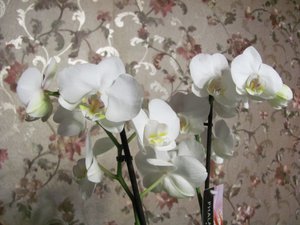 IMG_1149-1111111111.jpg