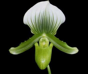 Paphiopedilum Hsinying Alyakun 'Green Jade' x superbiens album.jpg