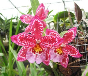 Vuylstekeara Yokara 'Perfection' x Oncidium leucochillum.jpg