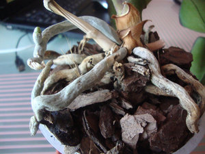 DSC04211.JPG