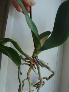 DSC04108.JPG
