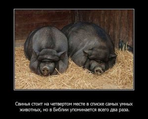 1328448082_1328383727_fakty-o-zhivotnyx_35159_s__13.jpg
