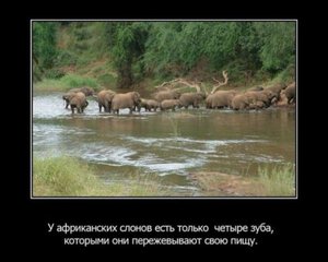1328448099_1328383724_fakty-o-zhivotnyx_35159_s__11.jpg