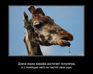 1328448114_1328383672_fakty-o-zhivotnyx_35159_s__9.jpg