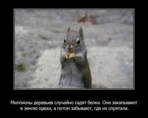 1328448115_1328383656_fakty-o-zhivotnyx_35159_s__2.jpg