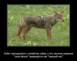 1328448146_1328383734_fakty-o-zhivotnyx_35159_s__7.jpg