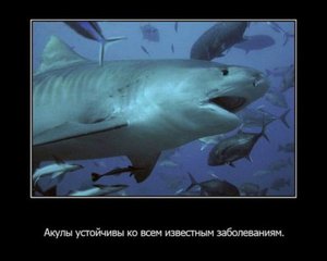 1328448151_1328383677_fakty-o-zhivotnyx_35159_s__21.jpg