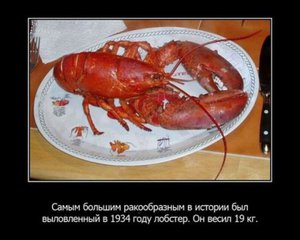 1328448157_1328383686_fakty-o-zhivotnyx_35159_s__19.jpg
