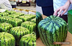 1287138508_kvadratnye-arbuzy.jpg